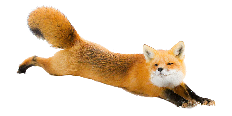 a red fox jumping in the air