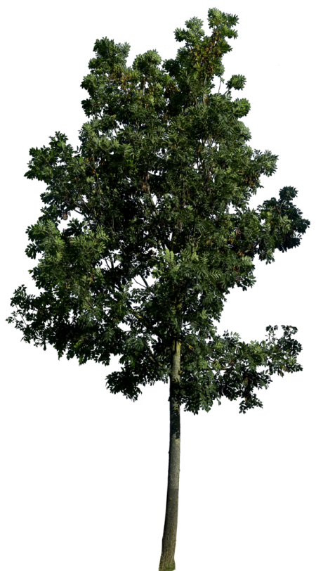 a tree on a white background