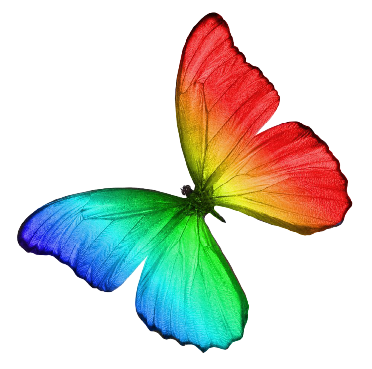 a rainbow colored butterfly on a white background