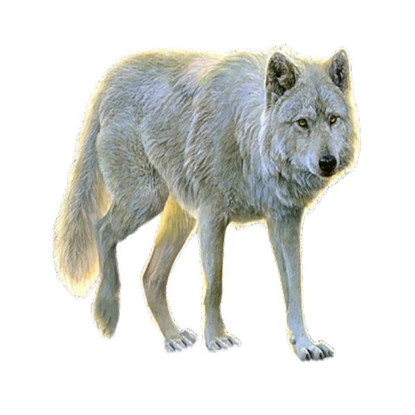 a drawing of a wolf on a white background