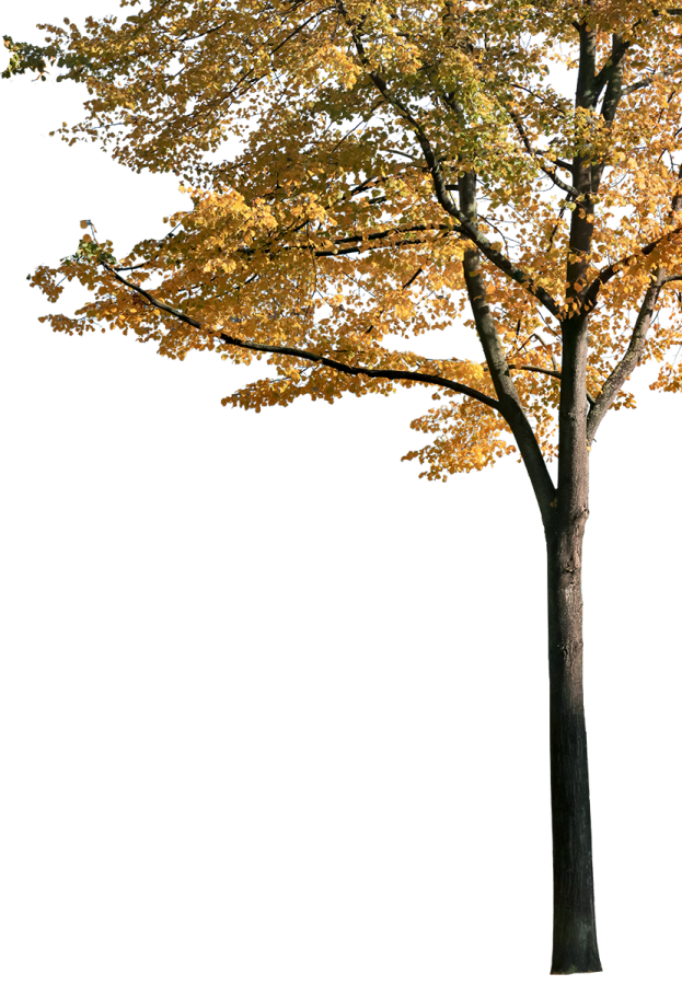 a tree with yellow leaves on it