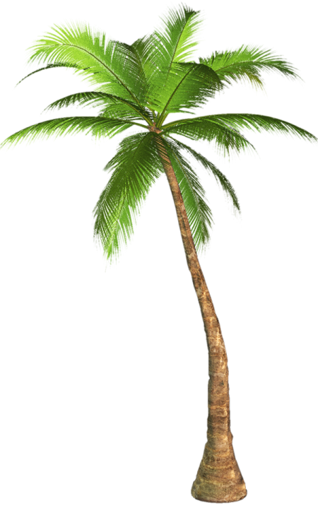 a palm tree on white background