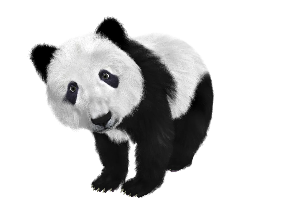 a black and white panda bear on a white background