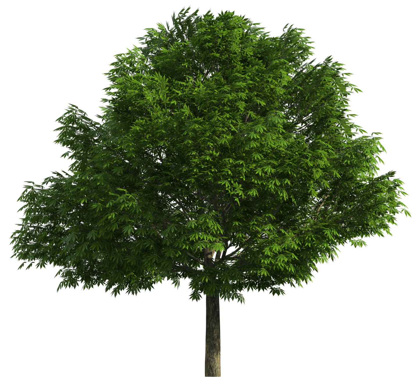 a tree on a white background