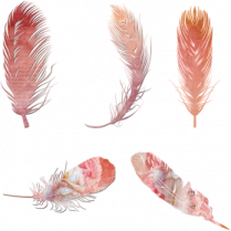 a set of watercolor feathers