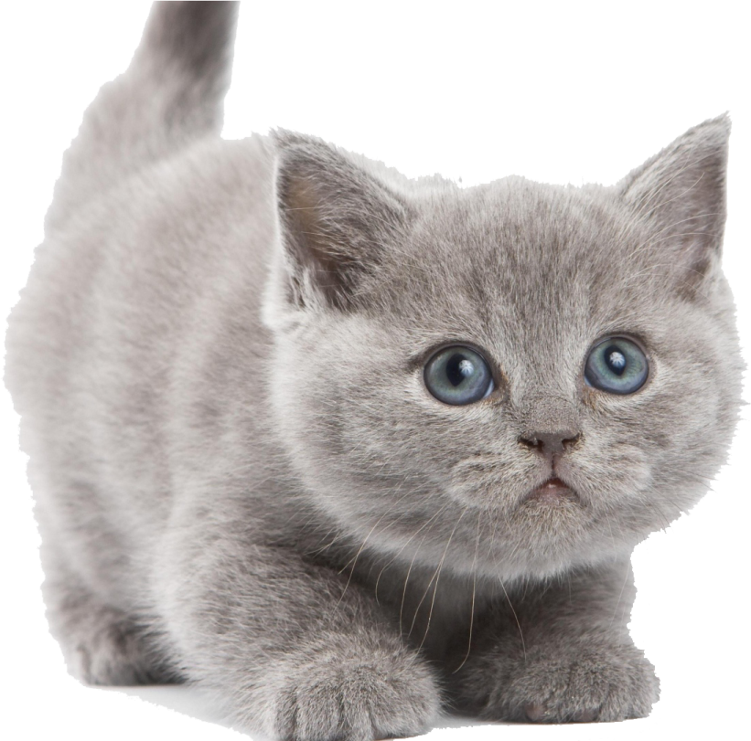 a gray kitten with blue eyes looking up
