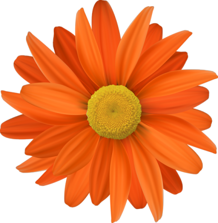 an orange flower with yellow center