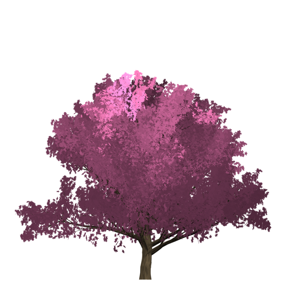 a tree with purple leaves on it