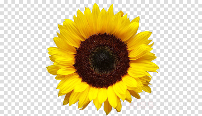 a sunflower on a transparent background