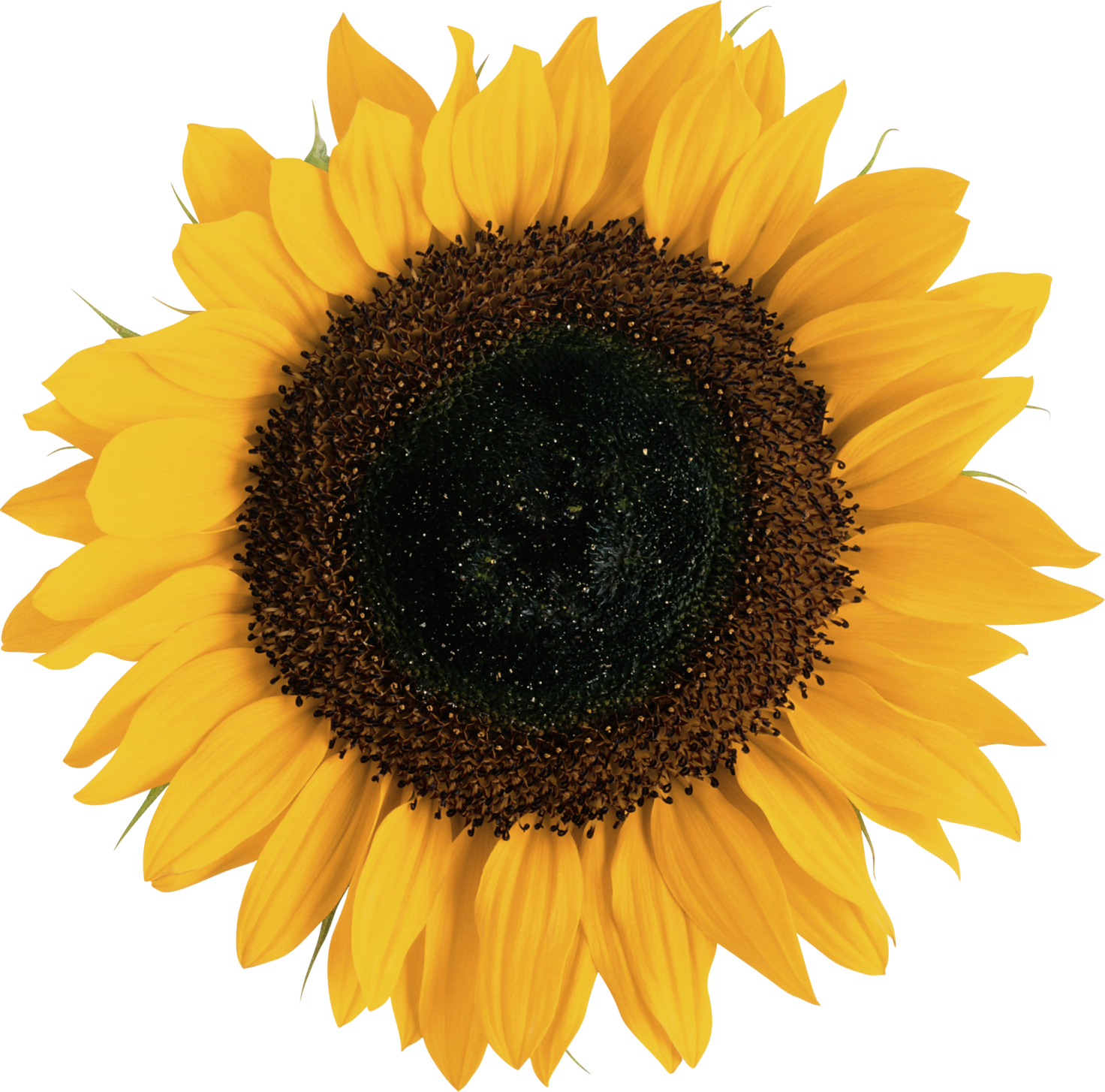 a yellow sunflower on a white background