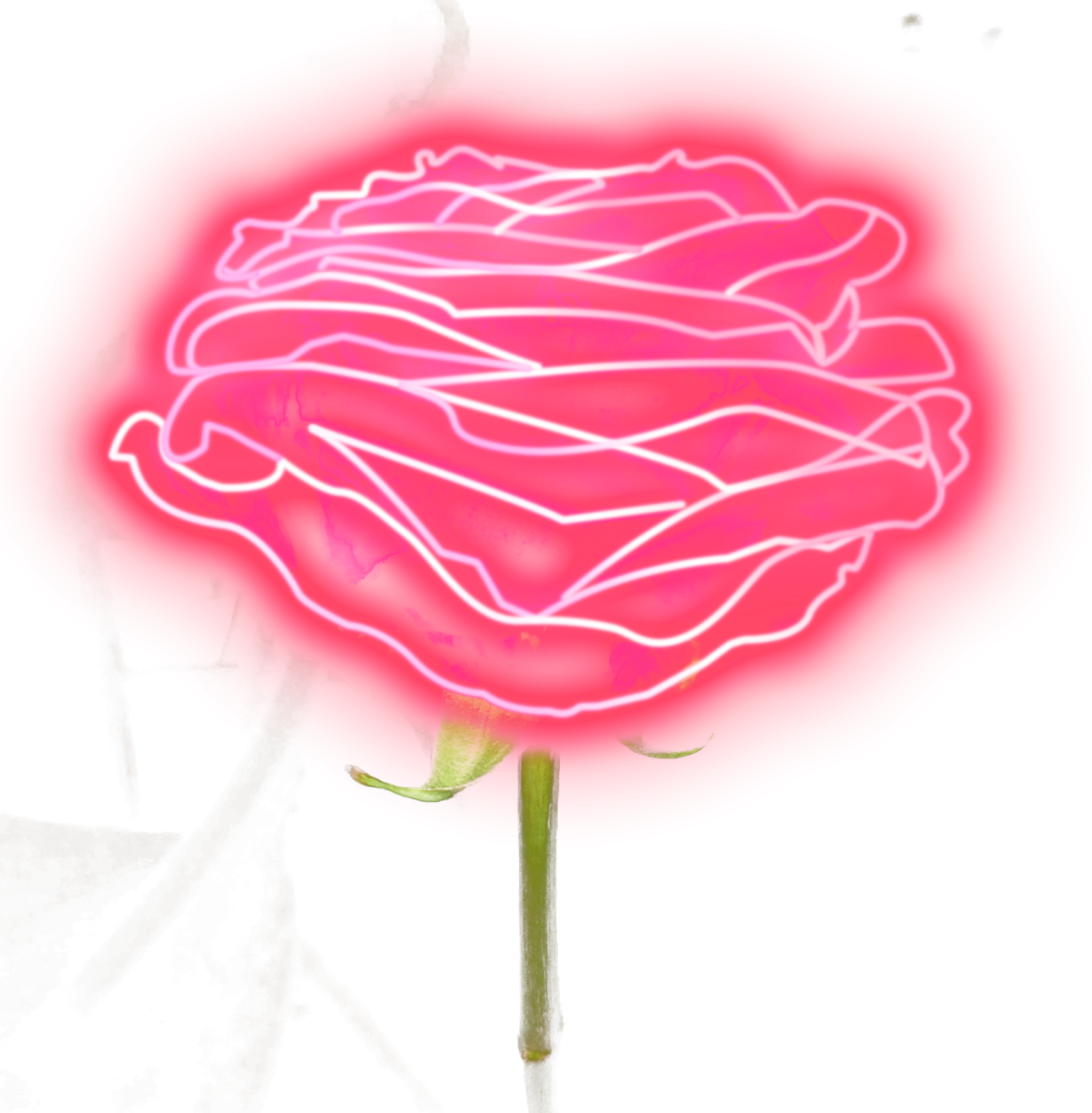 a pink rose on a white background