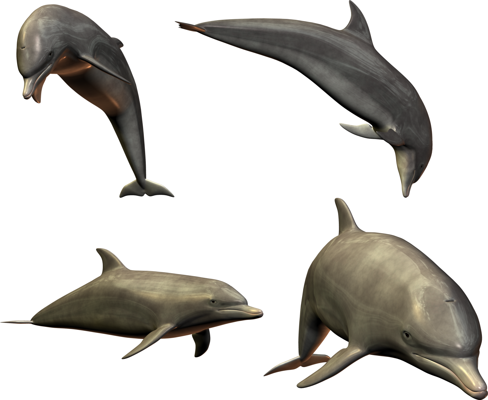 a group of dolphins in different poses