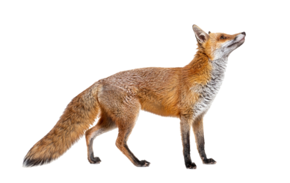 a red fox standing up against a white background