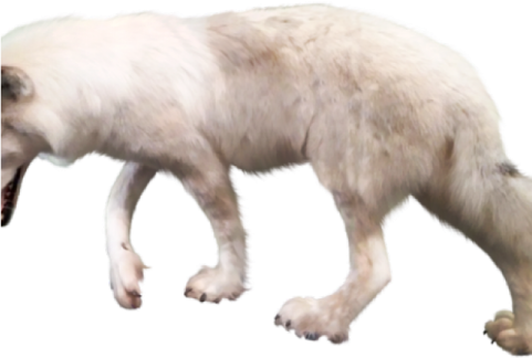 a polar bear walking across a white background