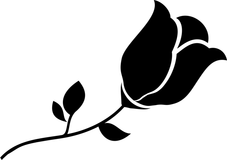 a black rose on a white background