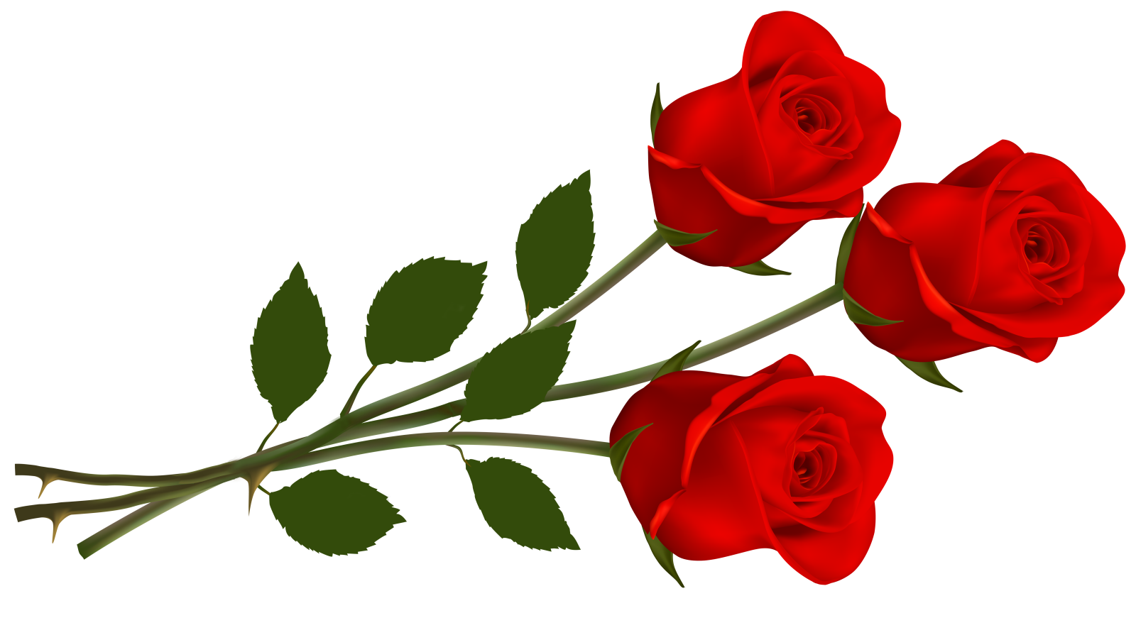 three red roses with green leaves