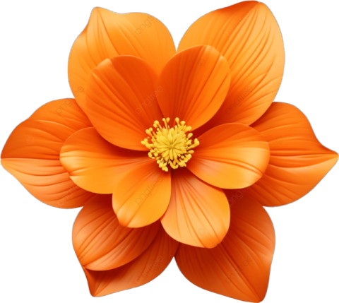 an orange flower on a white background