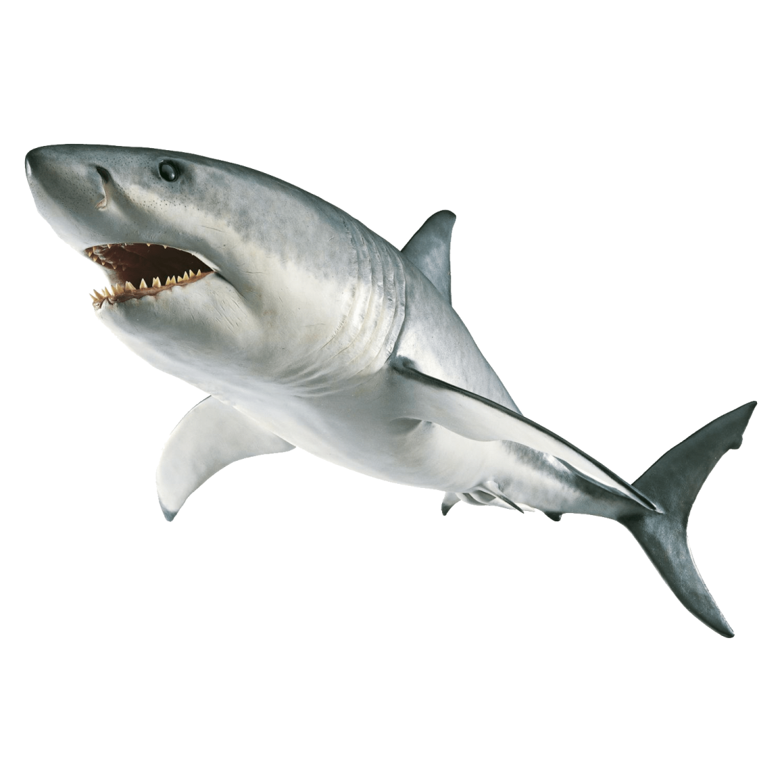 a great white shark with its mouth open