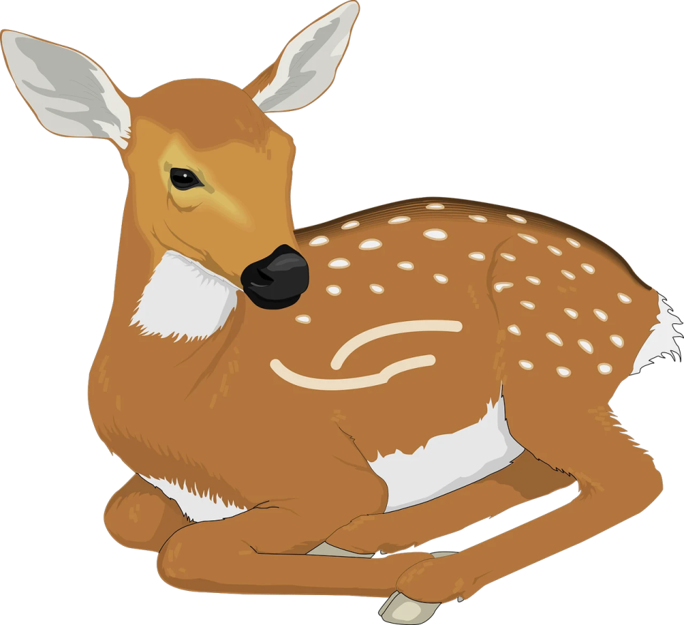 a deer laying down on the ground