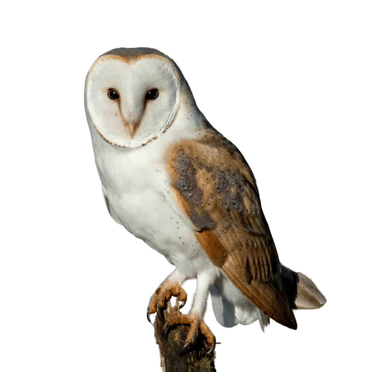 an owl perched on top of a branch