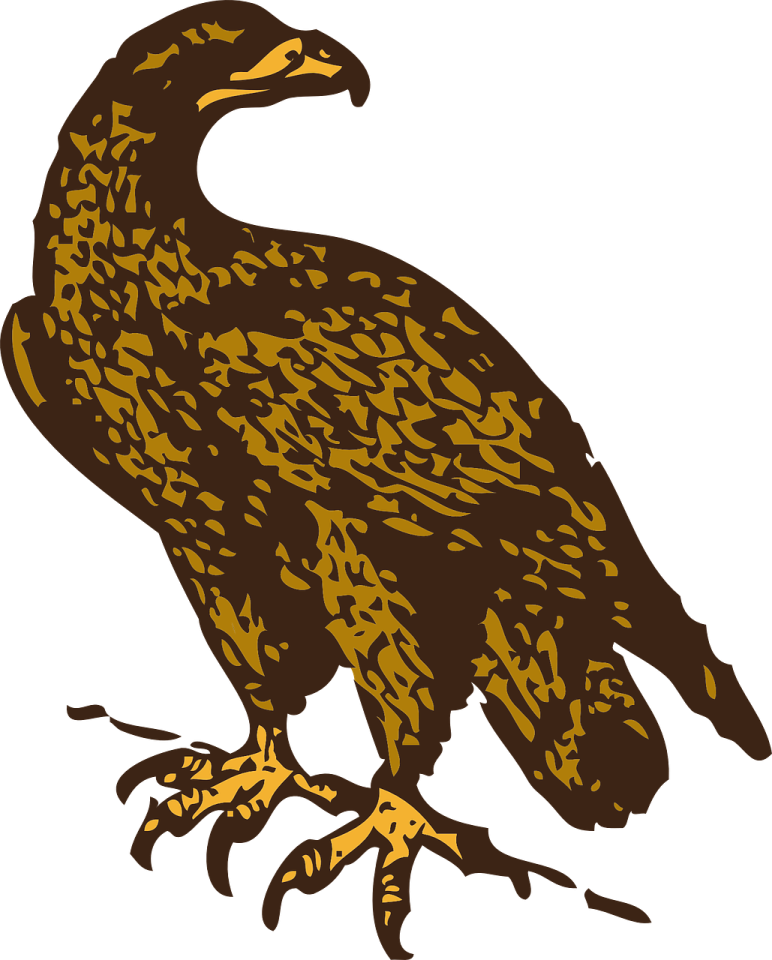 a brown and black bird on a white background
