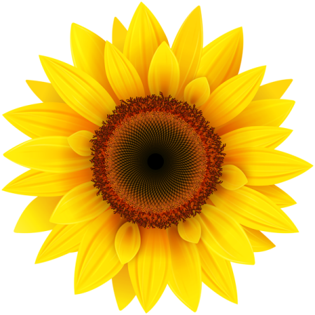 a sunflower on a white background