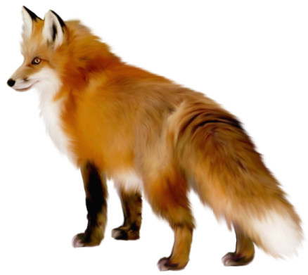a red fox standing on a white background