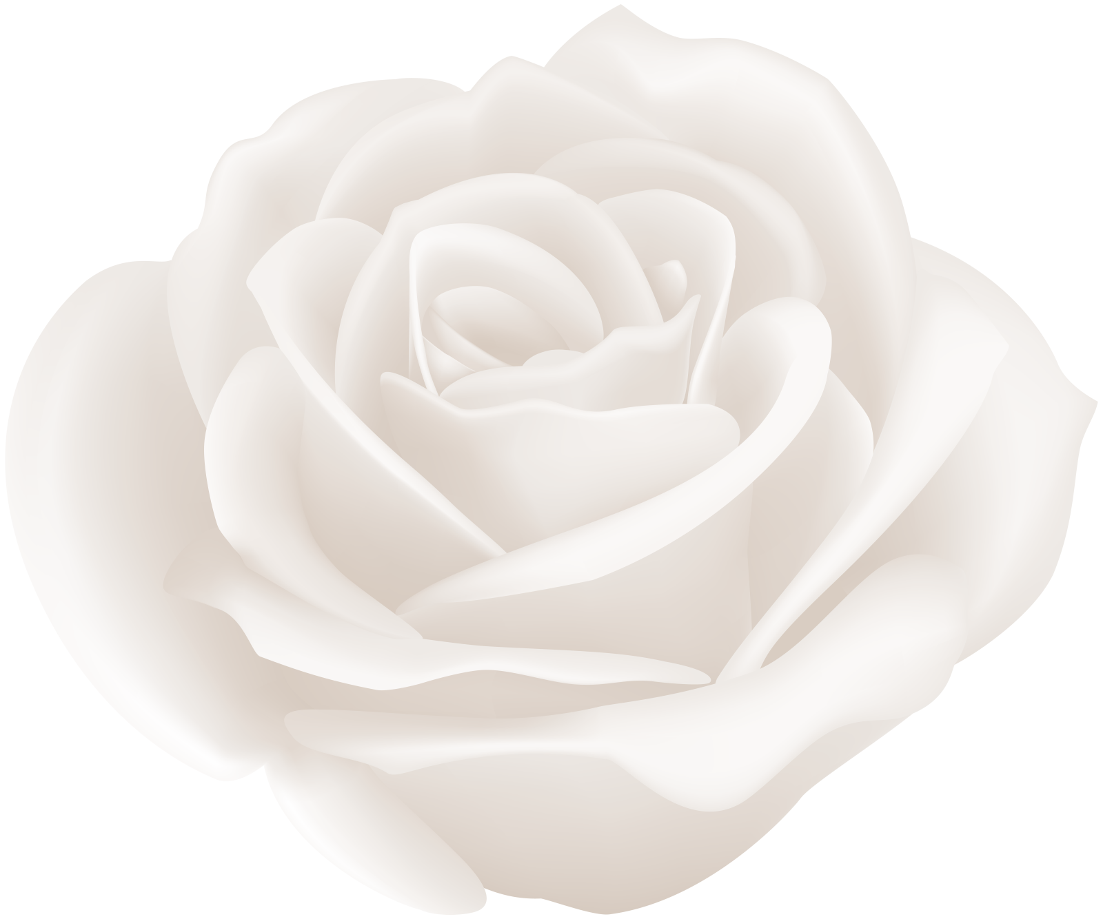 a white rose flower