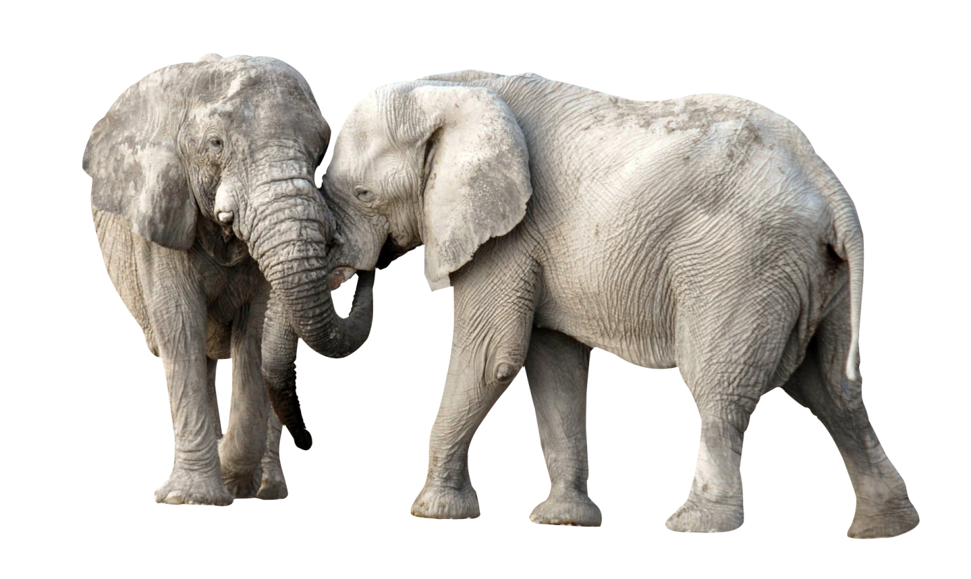two elephants standing side by side on a white background
