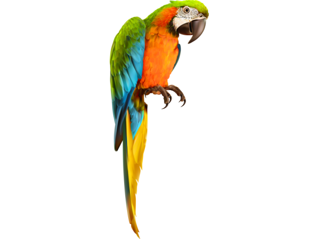 a colorful parrot perched on top of a tree branch