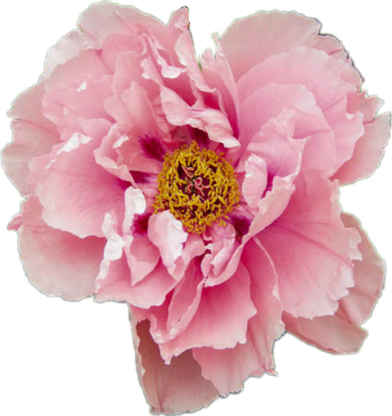 a pink flower on a white background