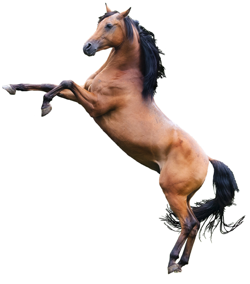 a brown horse is jumping in the air