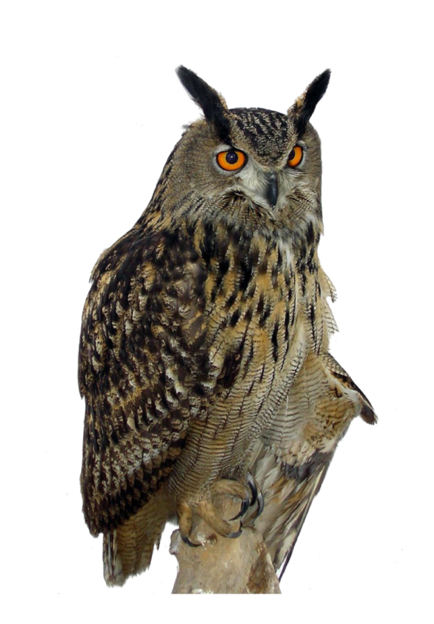an owl sitting on top of a tree branch