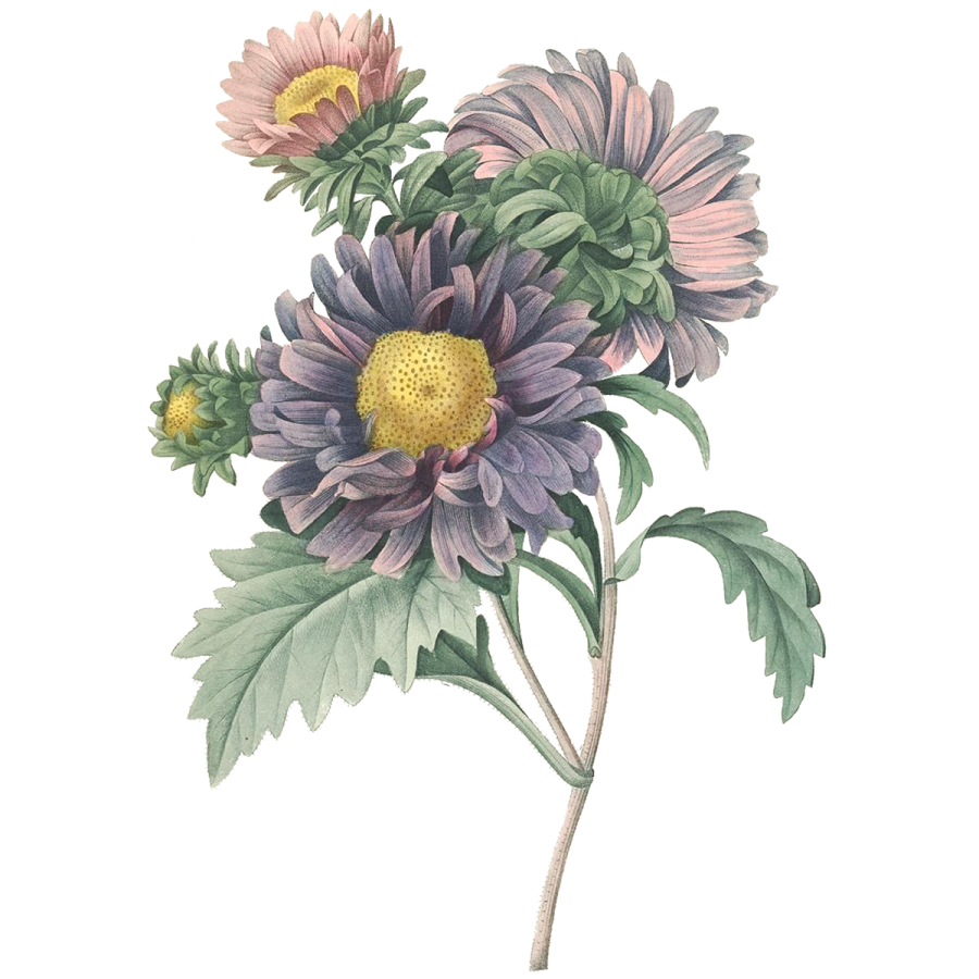 a watercolor painting of purple and yellow flowers