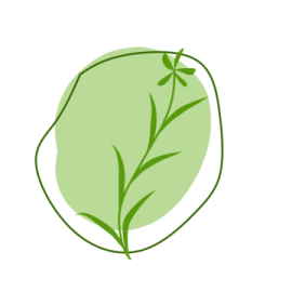 a green leaf on a white background