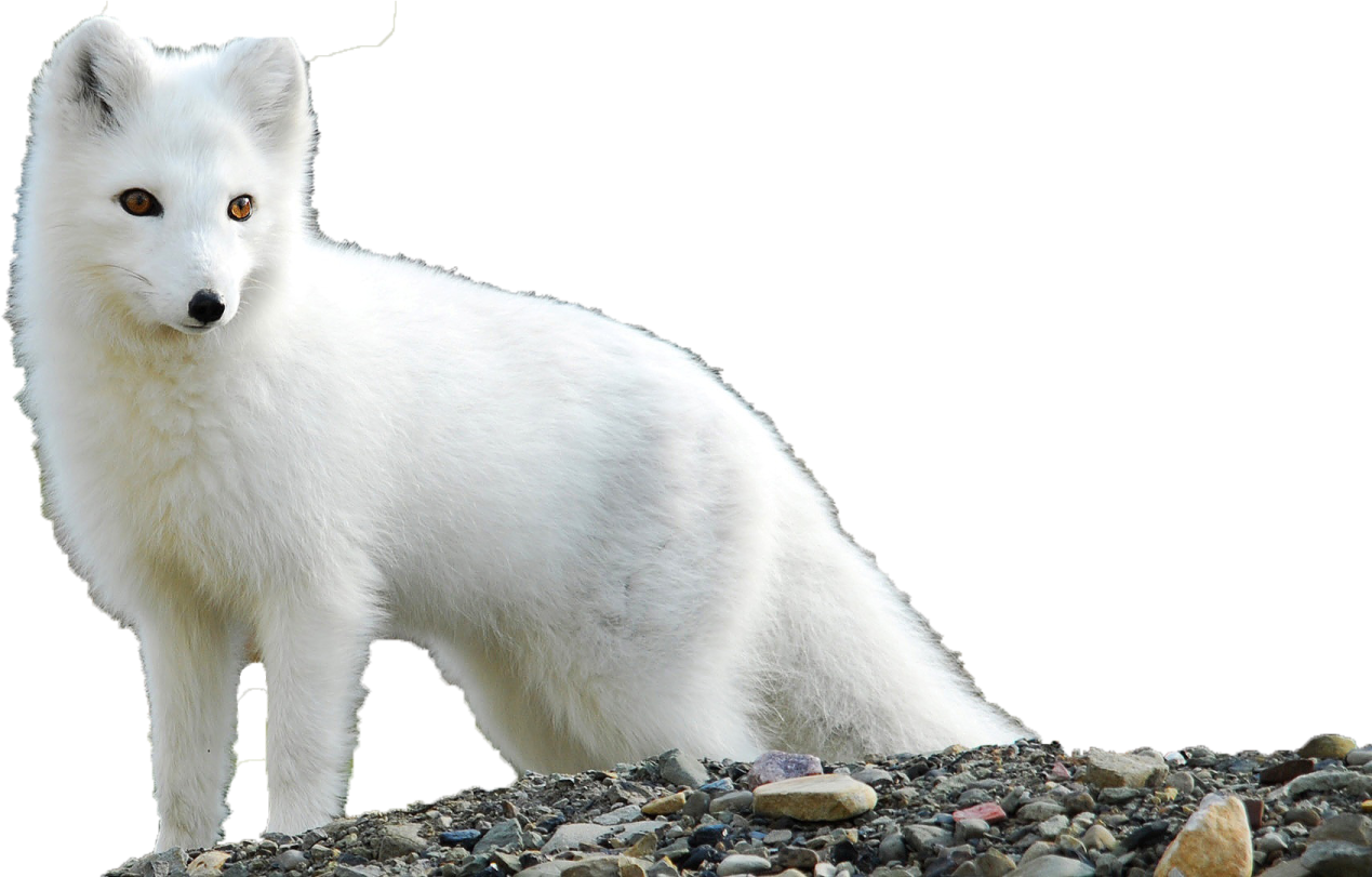 a white fox standing on top of a pile of rocks