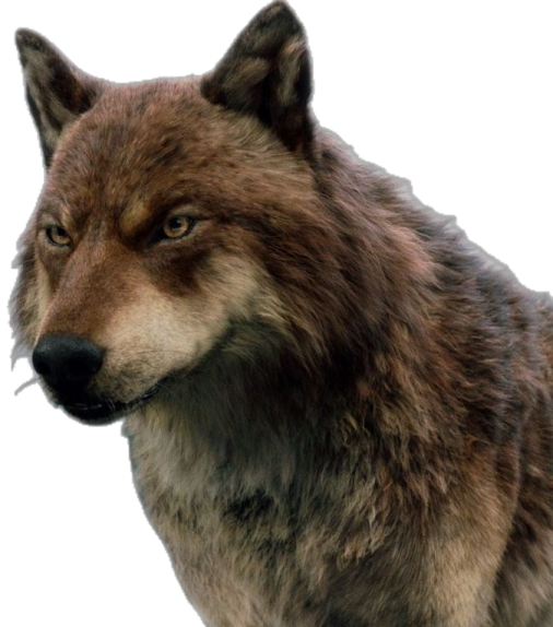 a close up of a wolf's face