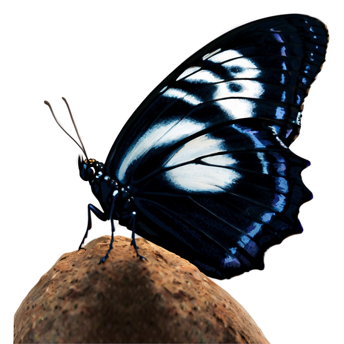 a butterfly sitting on top of a rock