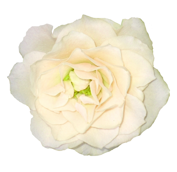 a white rose is shown in this image