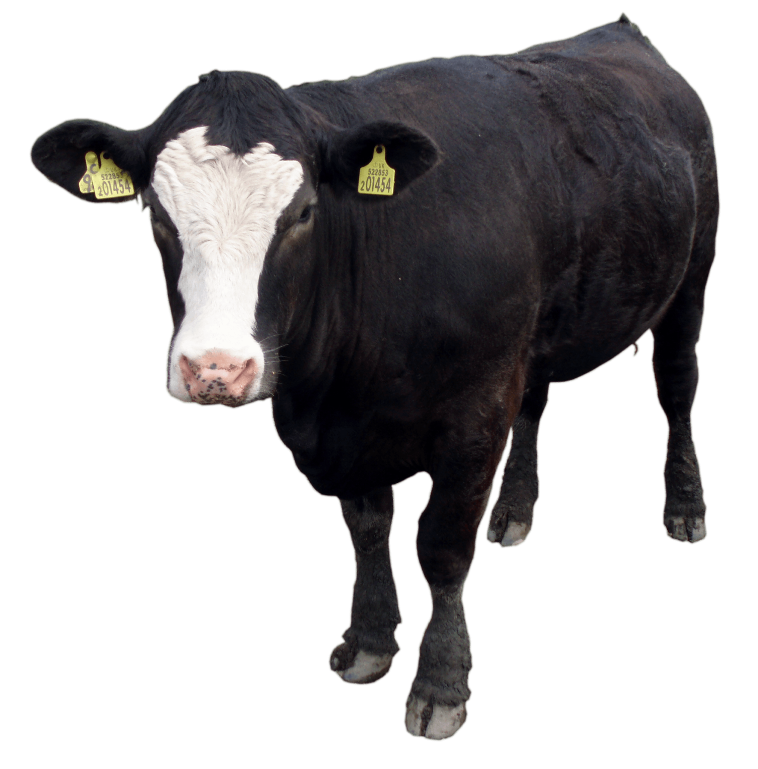 a black and white cow
