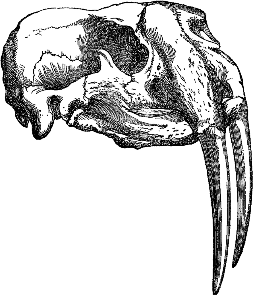 a black and white drawing of a skull