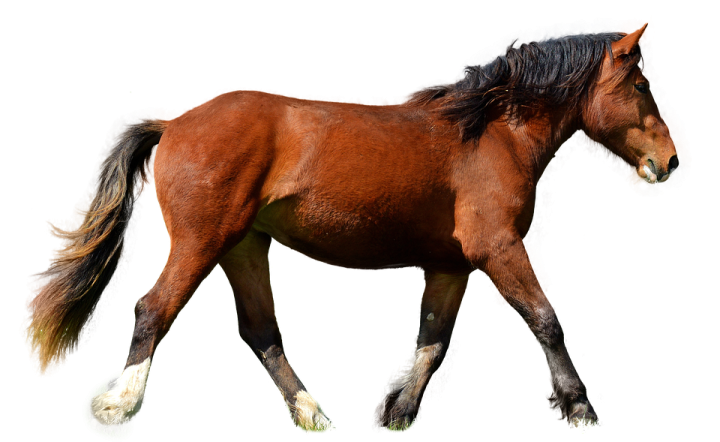 a brown horse walking on a white surface