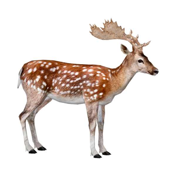 a small deer standing in front of a white background