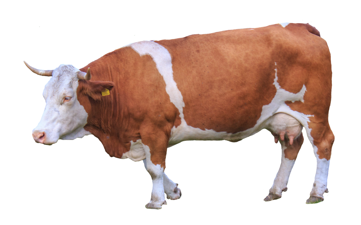 a brown and white cow