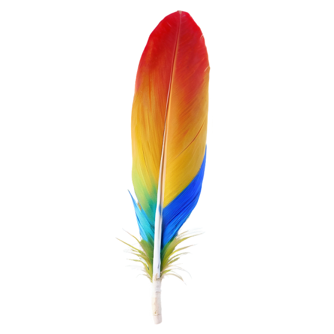 a colorful feather on a white background