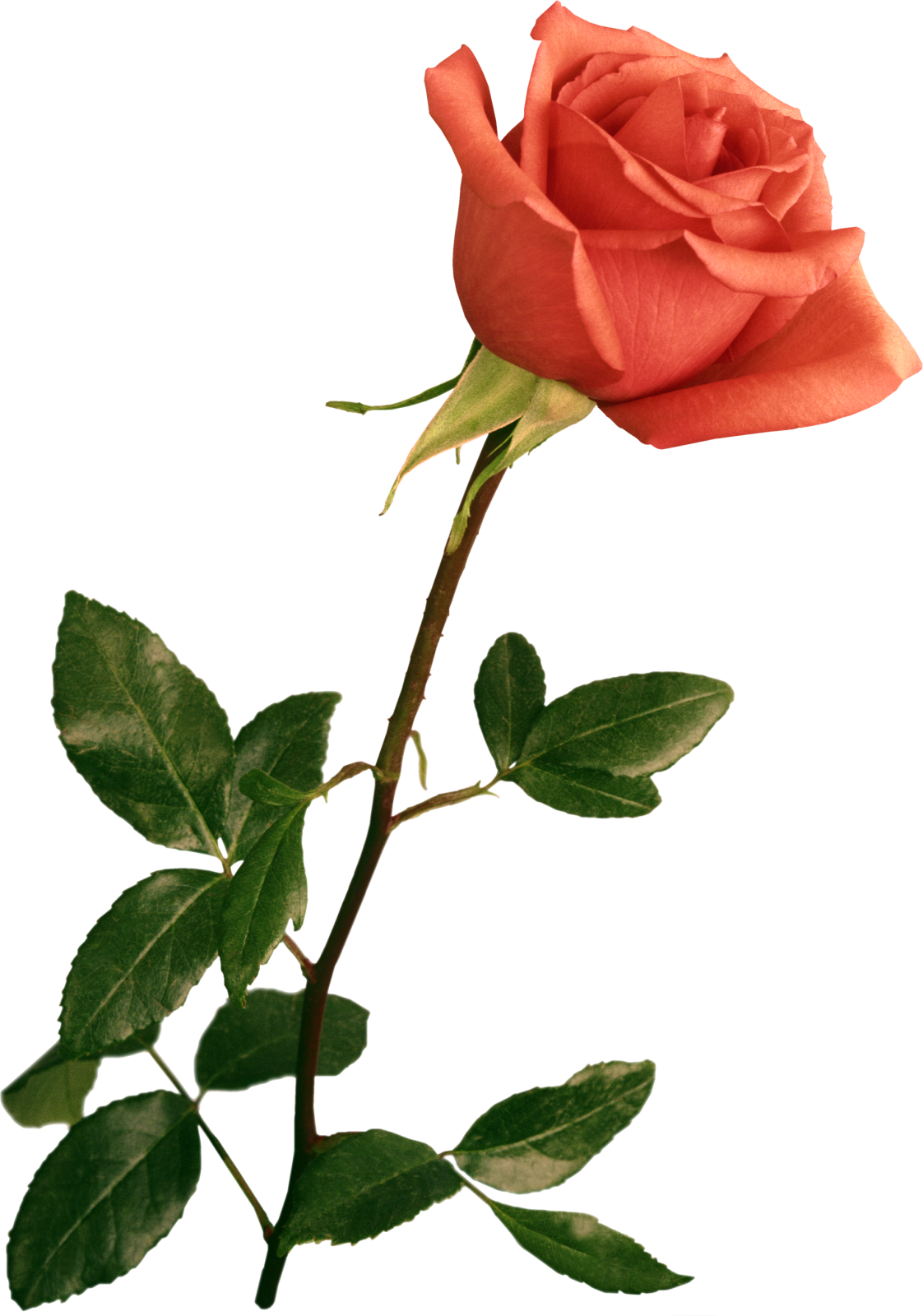 a single red rose on a white background