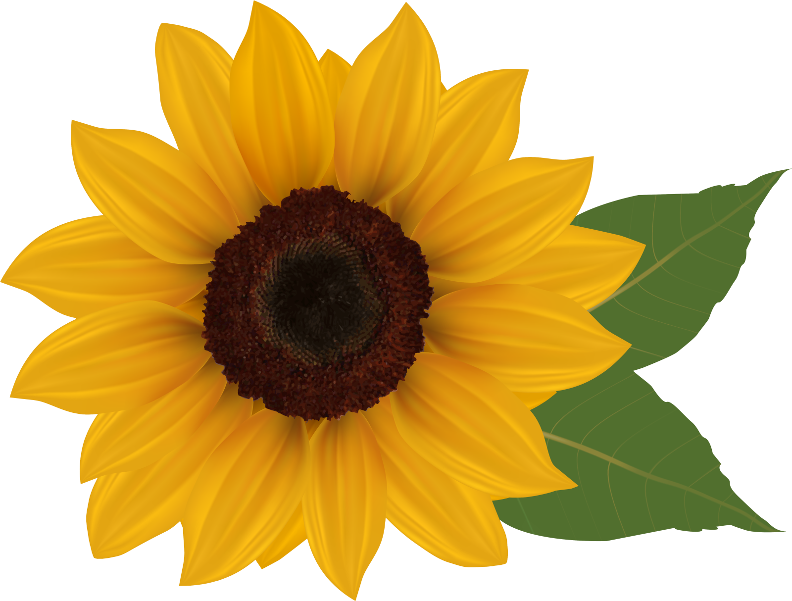 a yellow sunflower with green leaves
